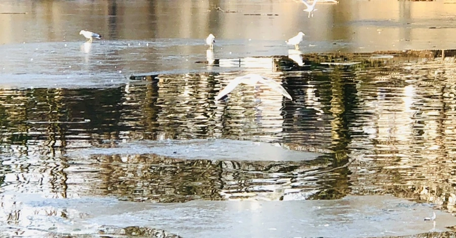 IMG_2635.jpg?type=w966