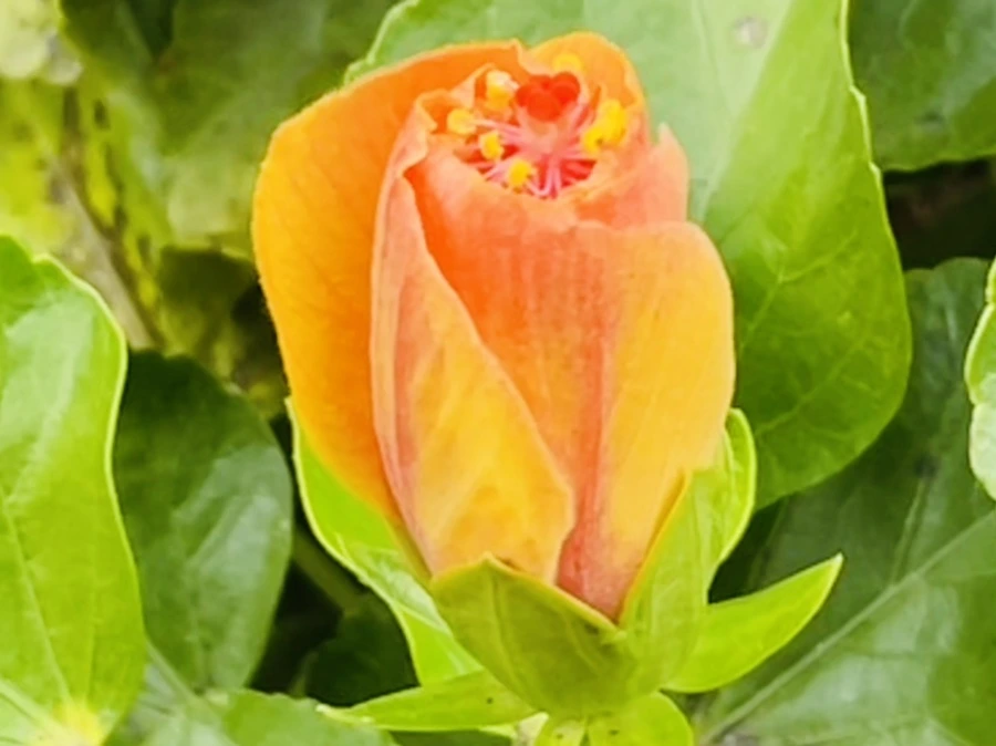 IMG_2471.jpg?type=w966