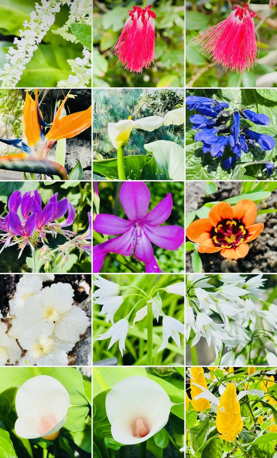 IMG_4257.jpg?type=w966