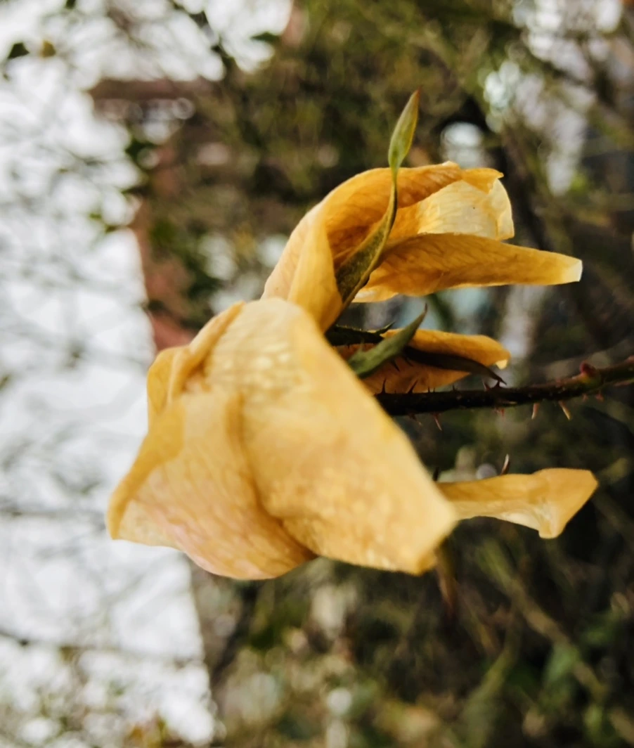 IMG_8149.jpg?type=w966