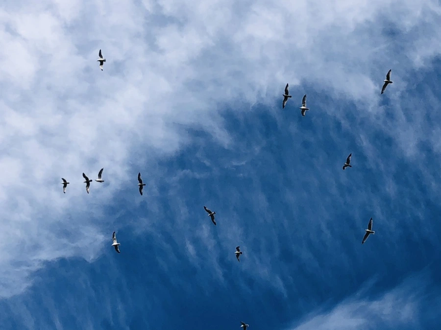 IMG_4730.jpg?type=w966