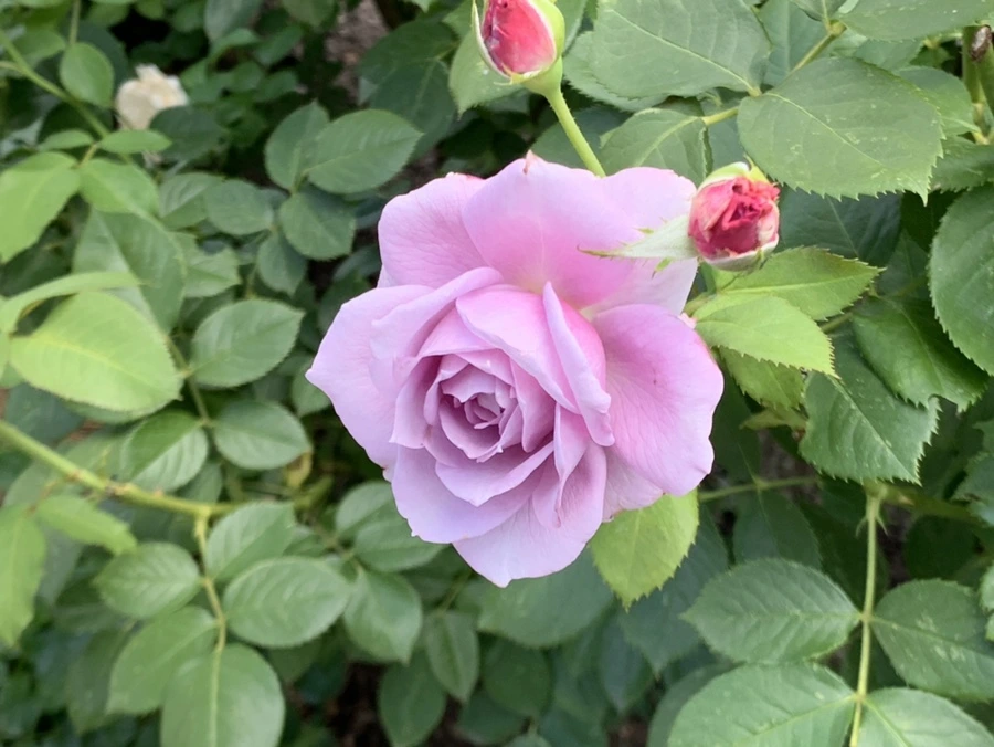 IMG_5427.jpg?type=w966