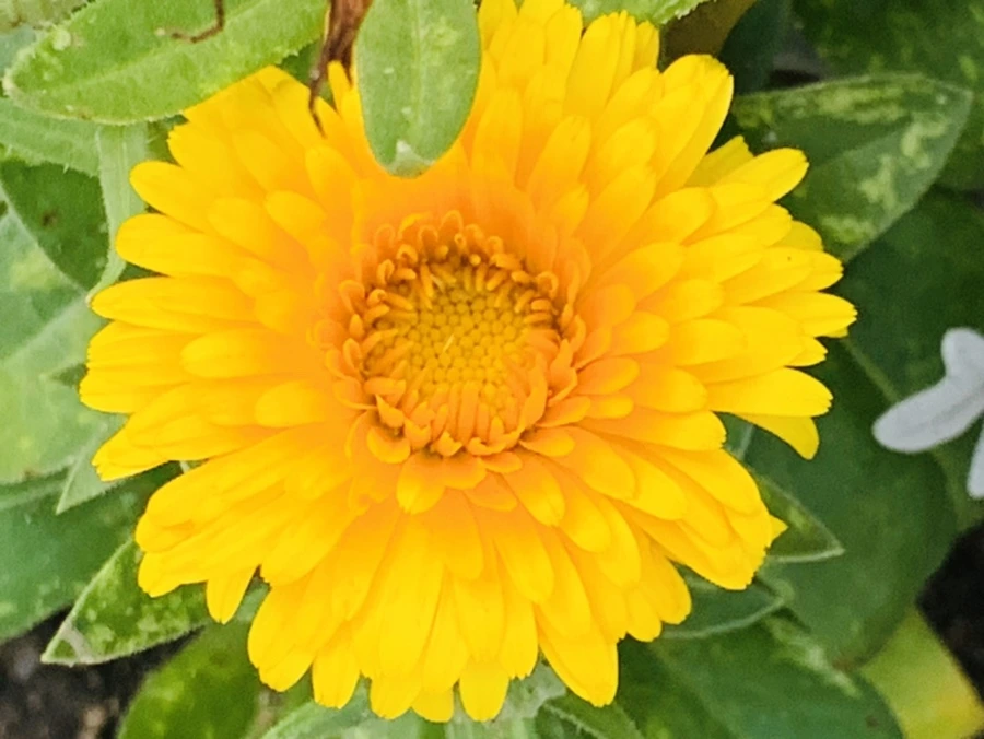 IMG_2955.jpg?type=w966