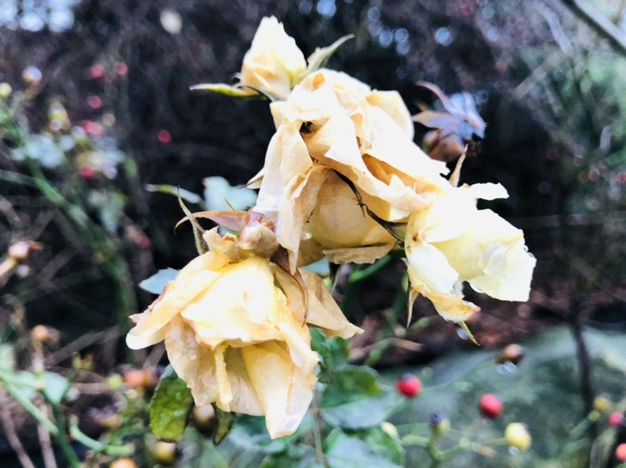 IMG_8069.jpg?type=w966