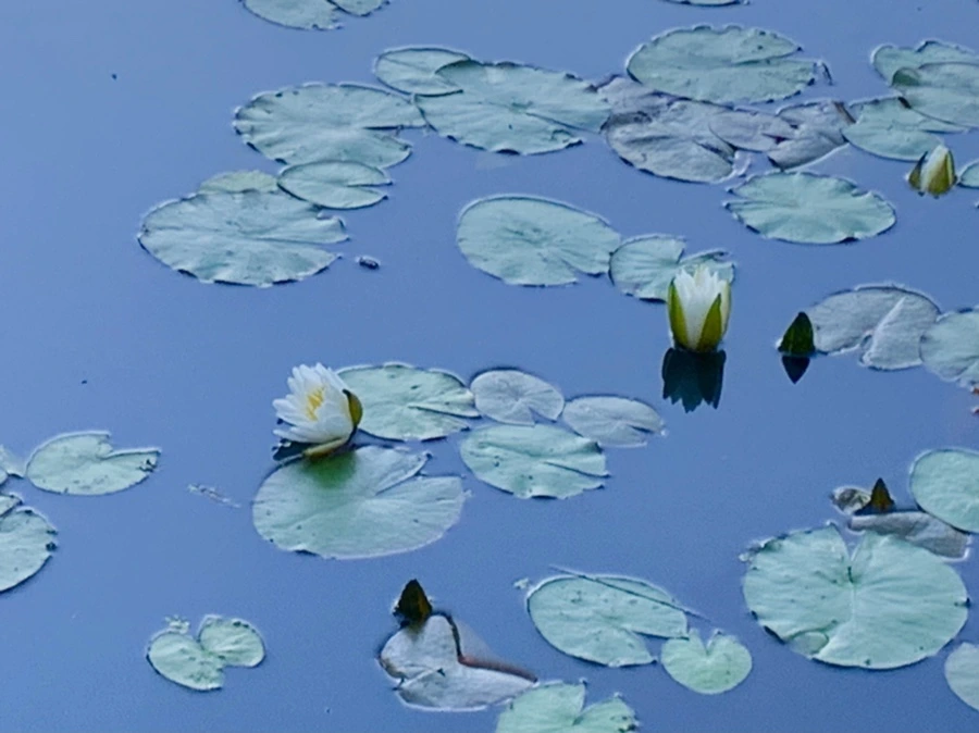 IMG_4314.jpg?type=w966