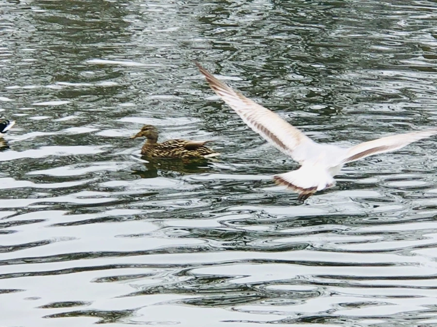 IMG_6069.jpg?type=w966