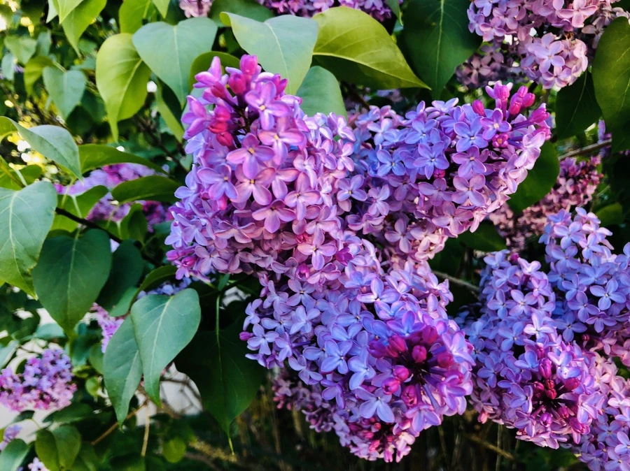 IMG_7207.jpg?type=w966