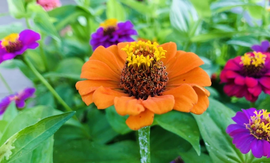 IMG_1827.jpg?type=w966