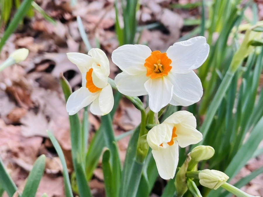 IMG_8295.jpg?type=w966