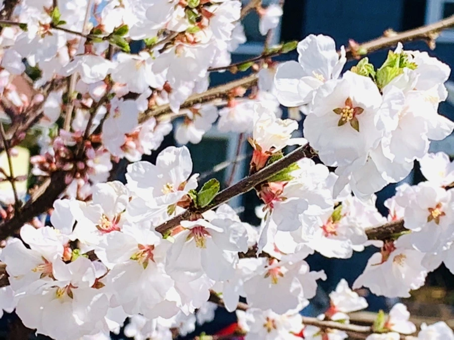 IMG_8069.jpg?type=w966