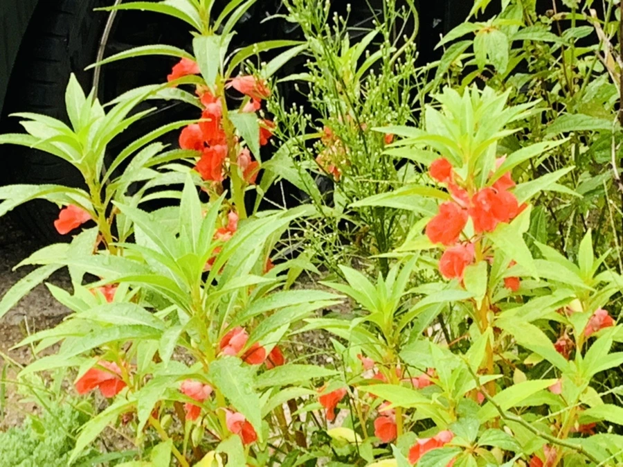 IMG_3663.jpg?type=w966