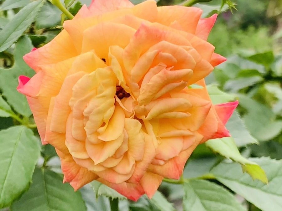 IMG_6945.jpg?type=w966