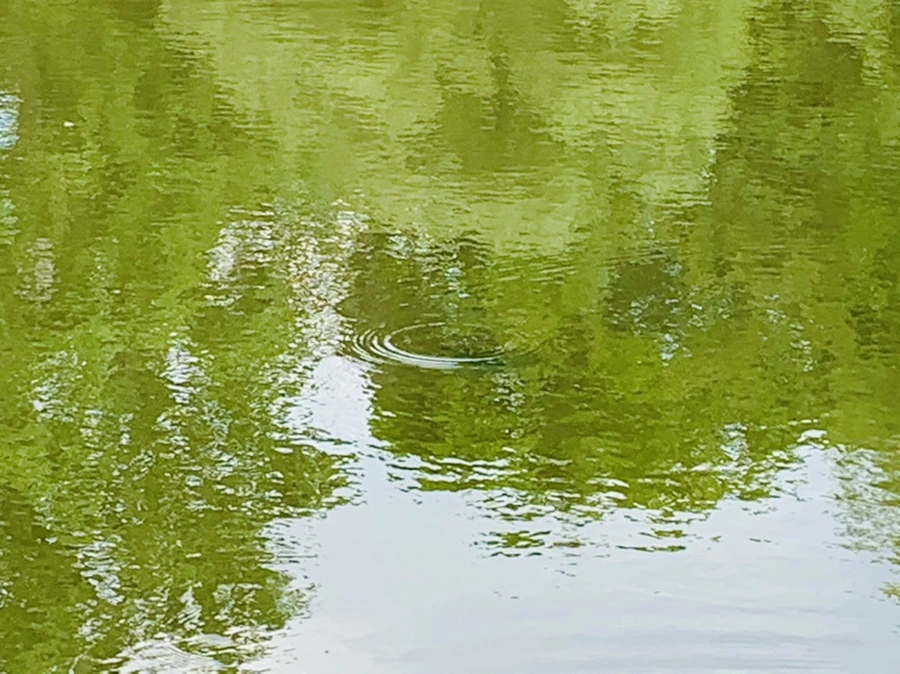 IMG_0732.jpg?type=w966