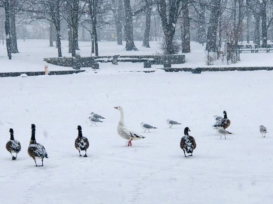 IMG_4138.jpg?type=w966