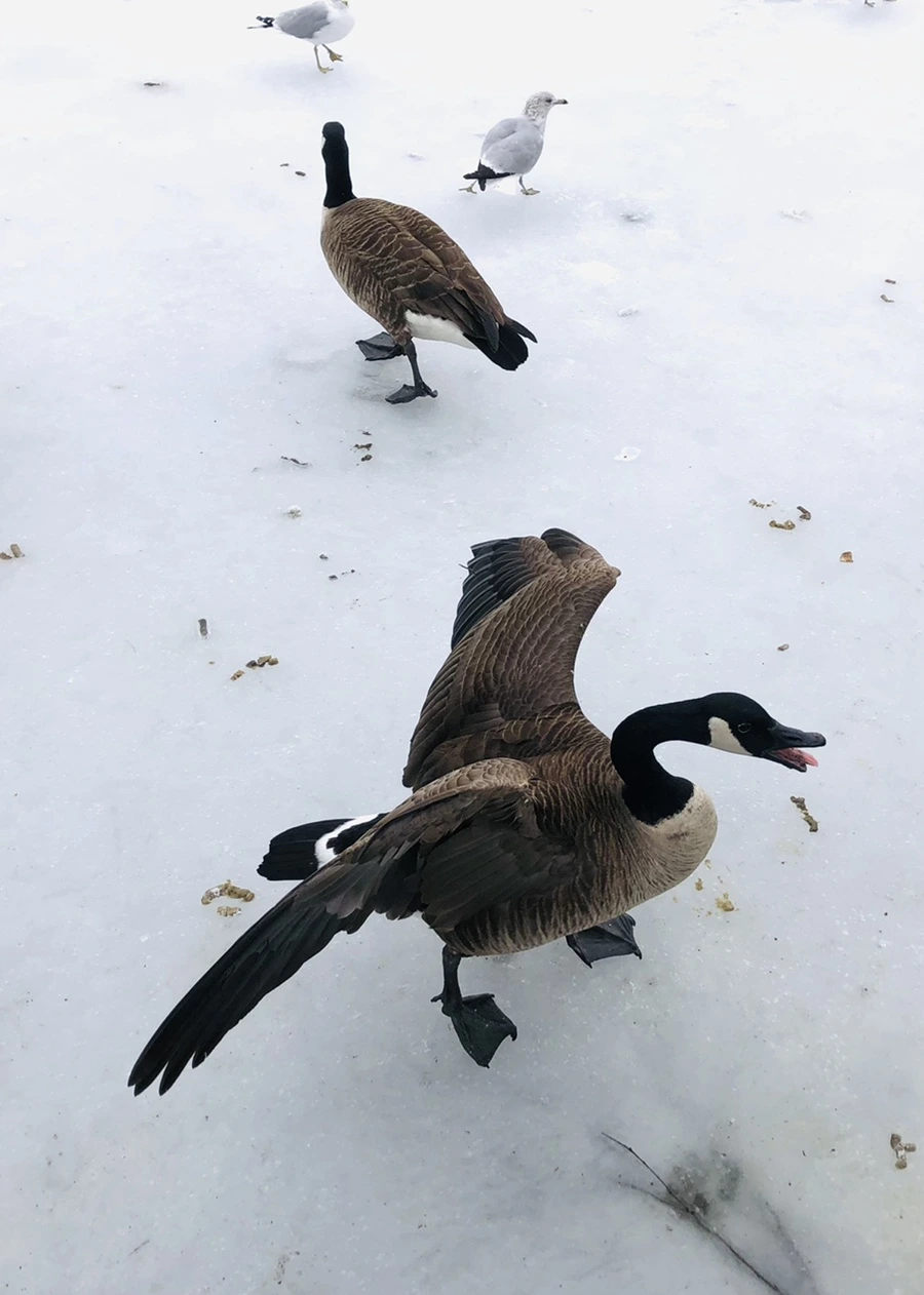 IMG_4323.jpg?type=w966