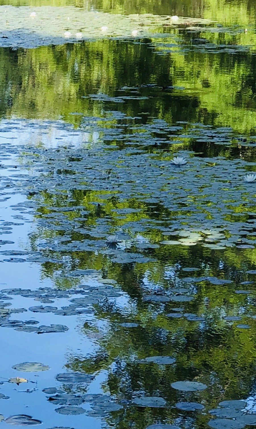 IMG_9293.jpg?type=w966