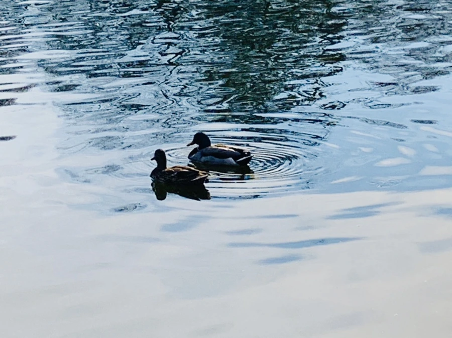 IMG_0357.jpg?type=w966