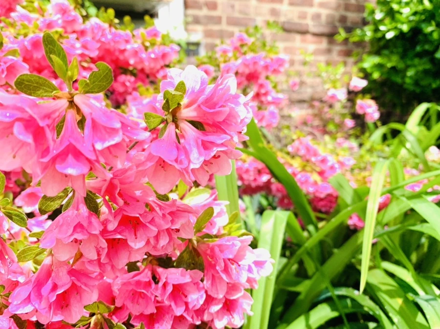 IMG_9525.jpg?type=w966