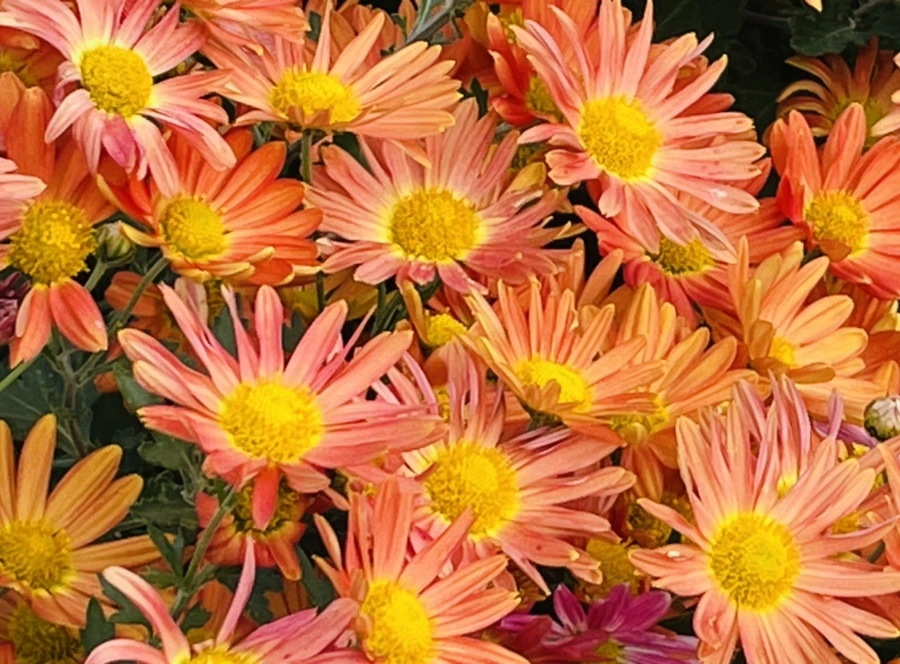 IMG_1199.jpg?type=w966