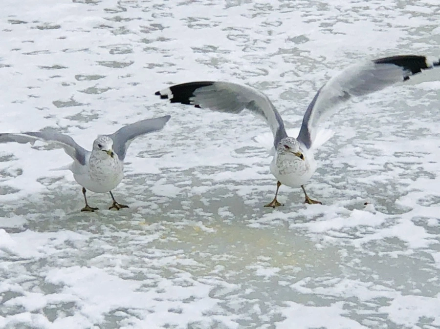 IMG_3855.jpg?type=w966