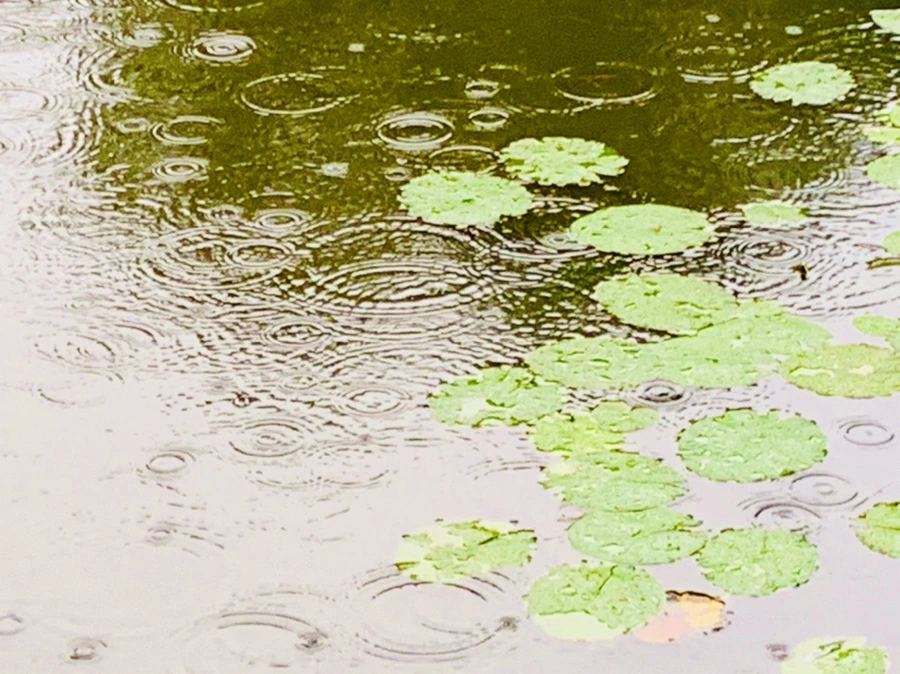 IMG_8322.jpg?type=w966