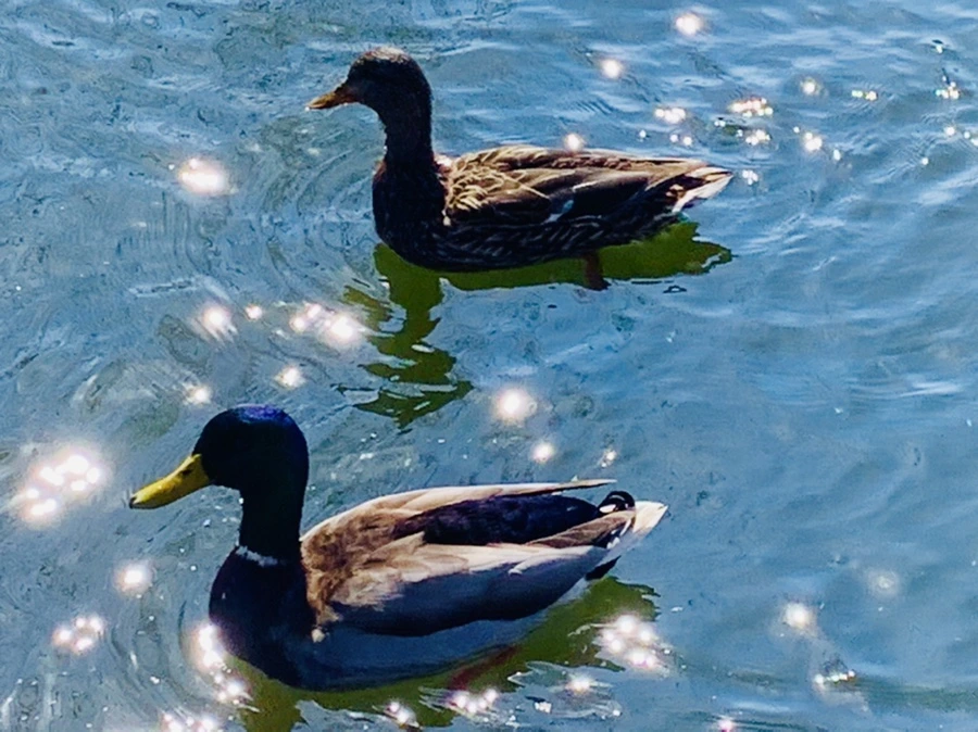 IMG_9398.jpg?type=w966