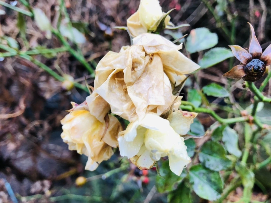 IMG_8067.jpg?type=w966