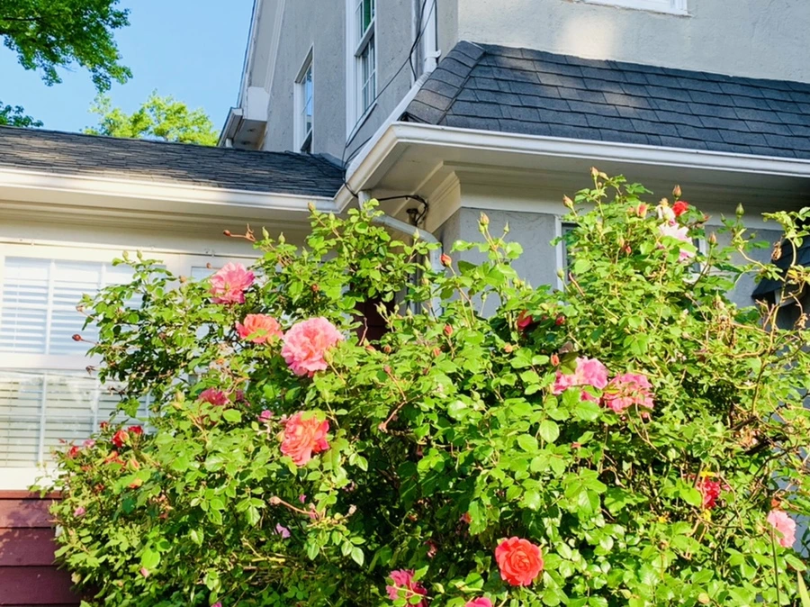 IMG_4561.jpg?type=w966