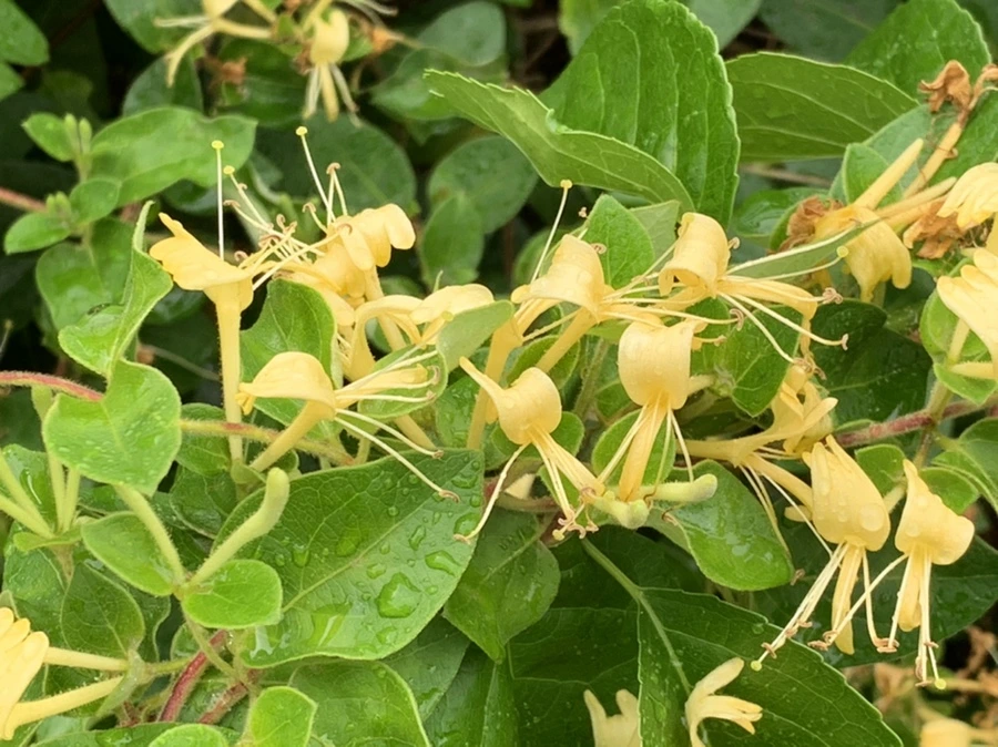 IMG_3578.jpg?type=w966