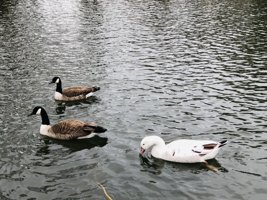 IMG_1615.jpg?type=w966