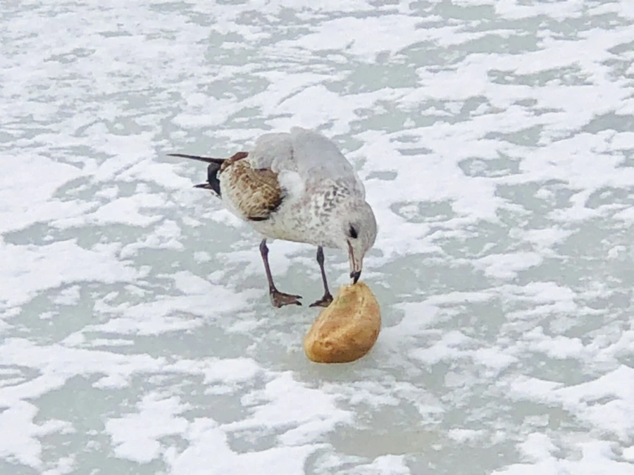 IMG_3794.jpg?type=w966