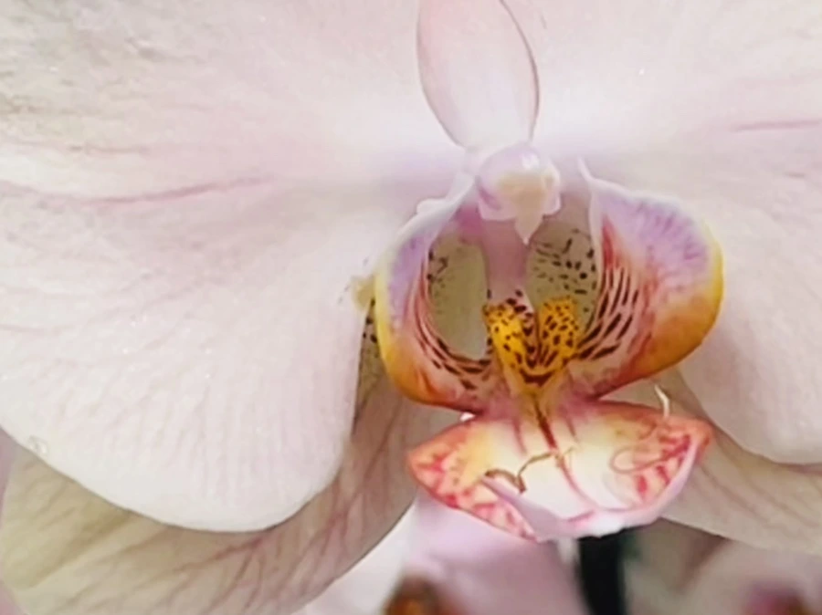 IMG_1373.jpg?type=w966