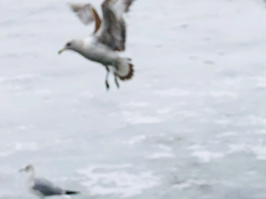 IMG_6274.jpg?type=w966