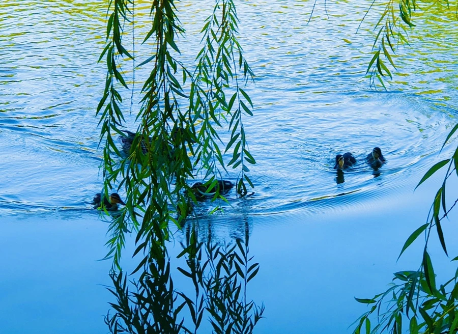 IMG_2503.jpg?type=w966