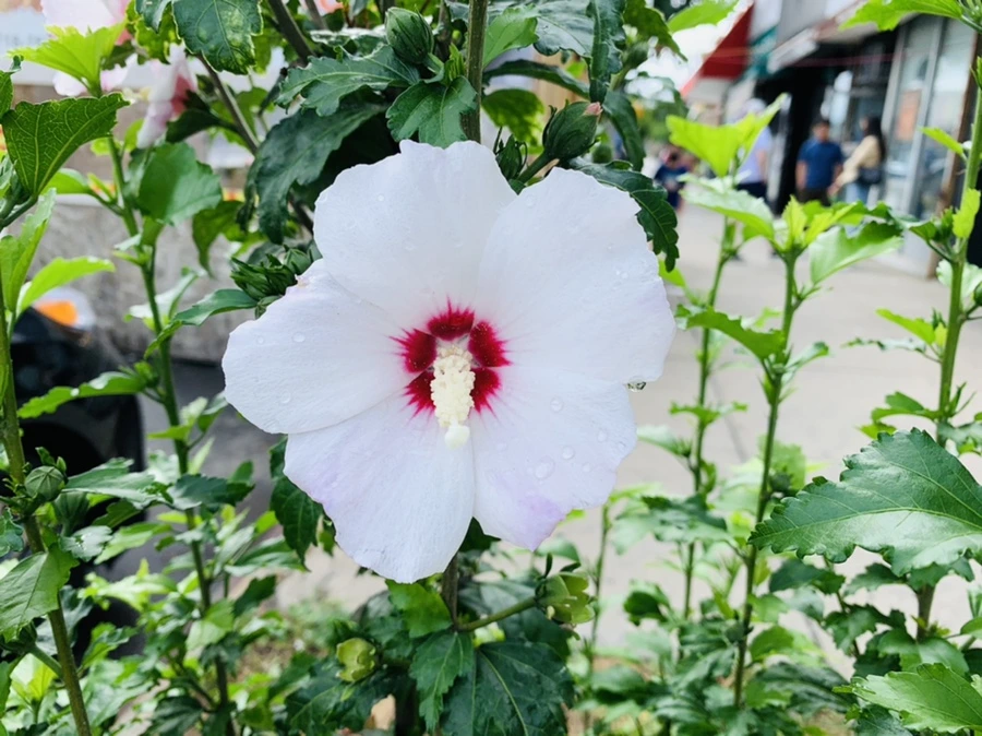 IMG_0287.jpg?type=w966