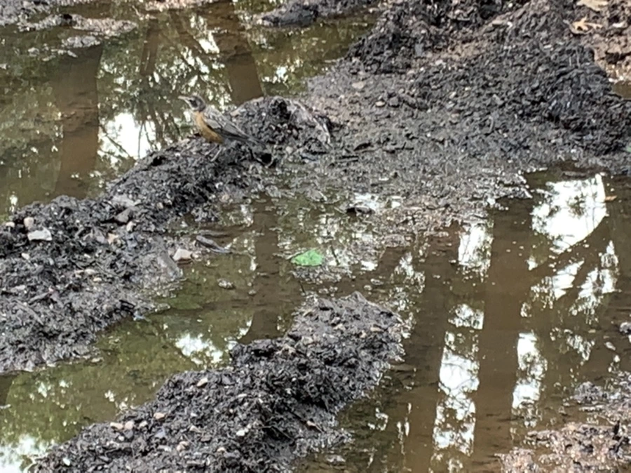 IMG_8308.jpg?type=w966