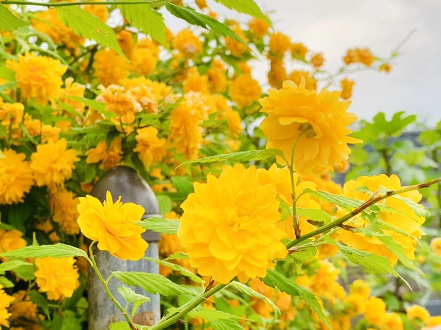 IMG_0525.jpg?type=w966