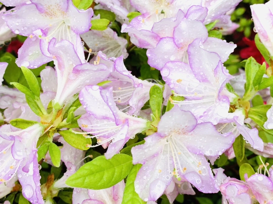 IMG_9371.jpg?type=w966