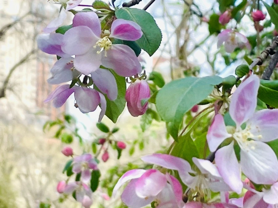 IMG_1142.jpg?type=w966