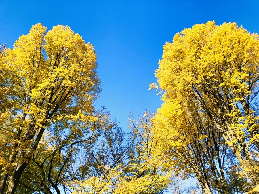 IMG_3474.jpg?type=w966