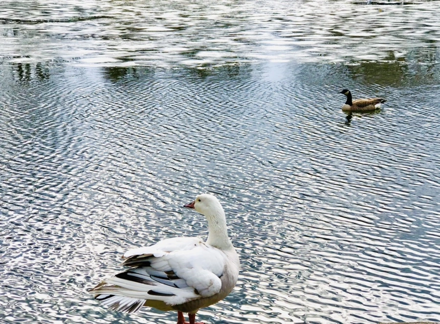 IMG_5090.jpg?type=w966