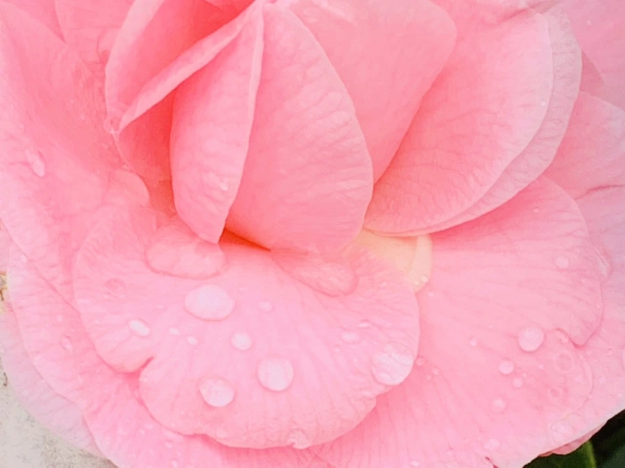 IMG_1434.jpg?type=w966