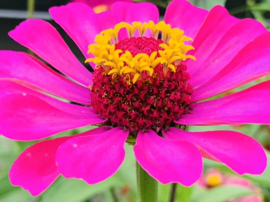 IMG_1182.jpg?type=w966