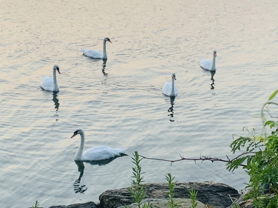 IMG_2316.jpg?type=w966