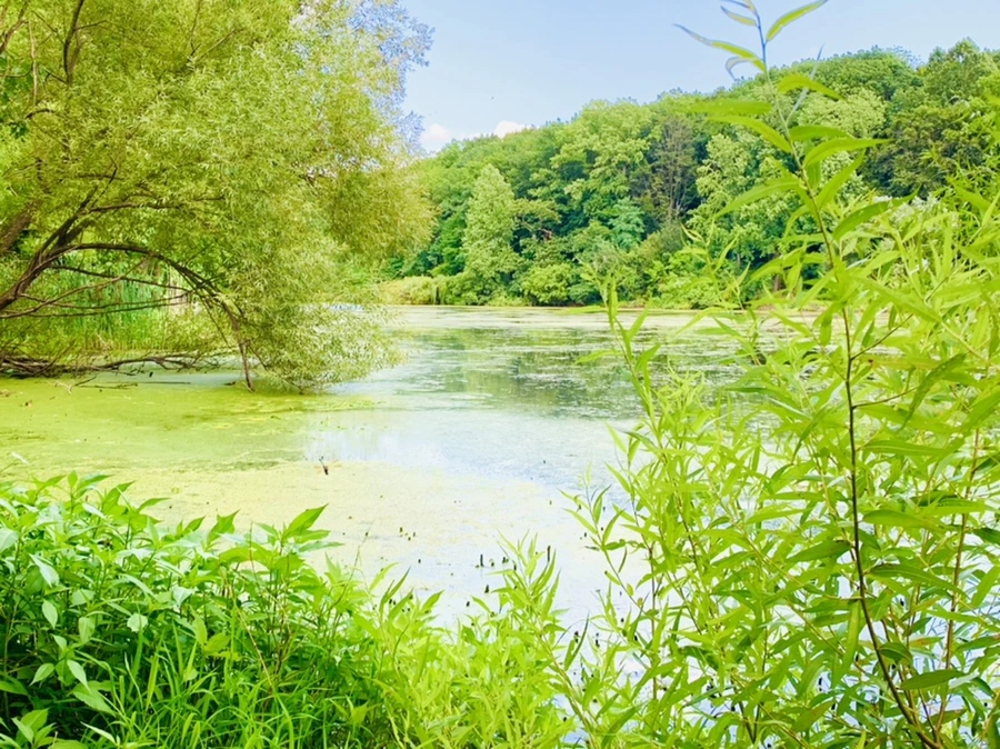 IMG_7490.jpg?type=w966