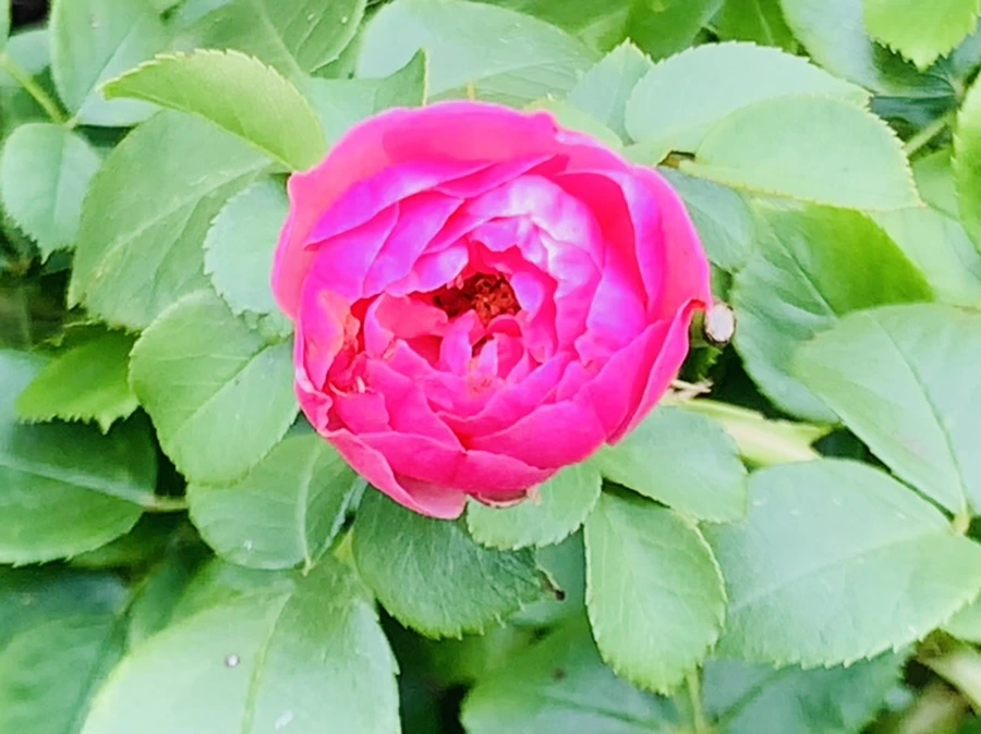 IMG_5071.jpg?type=w966