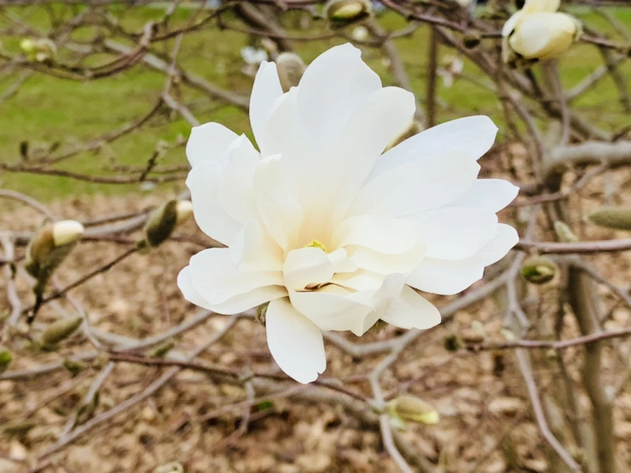 IMG_6031.jpg?type=w966