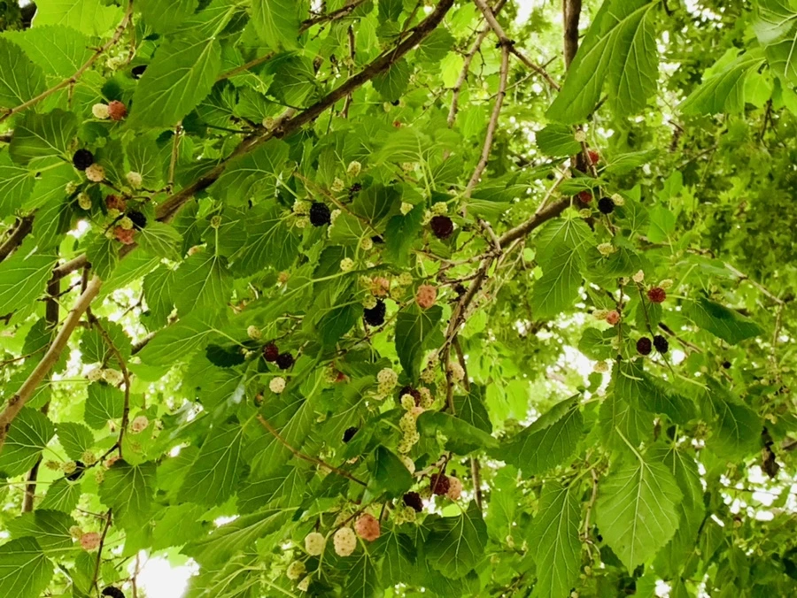 IMG_2699.jpg?type=w966