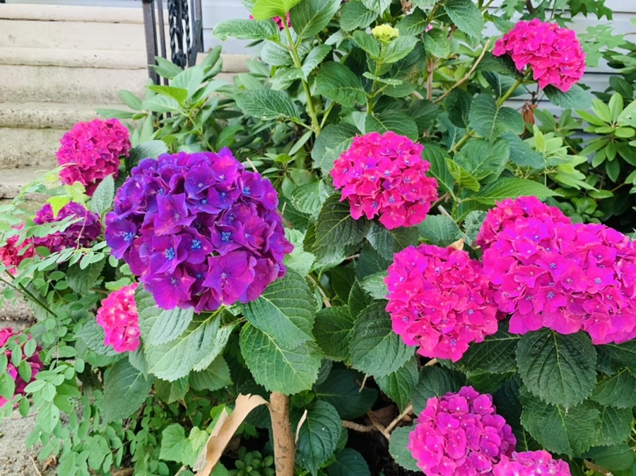 IMG_0955.jpg?type=w966