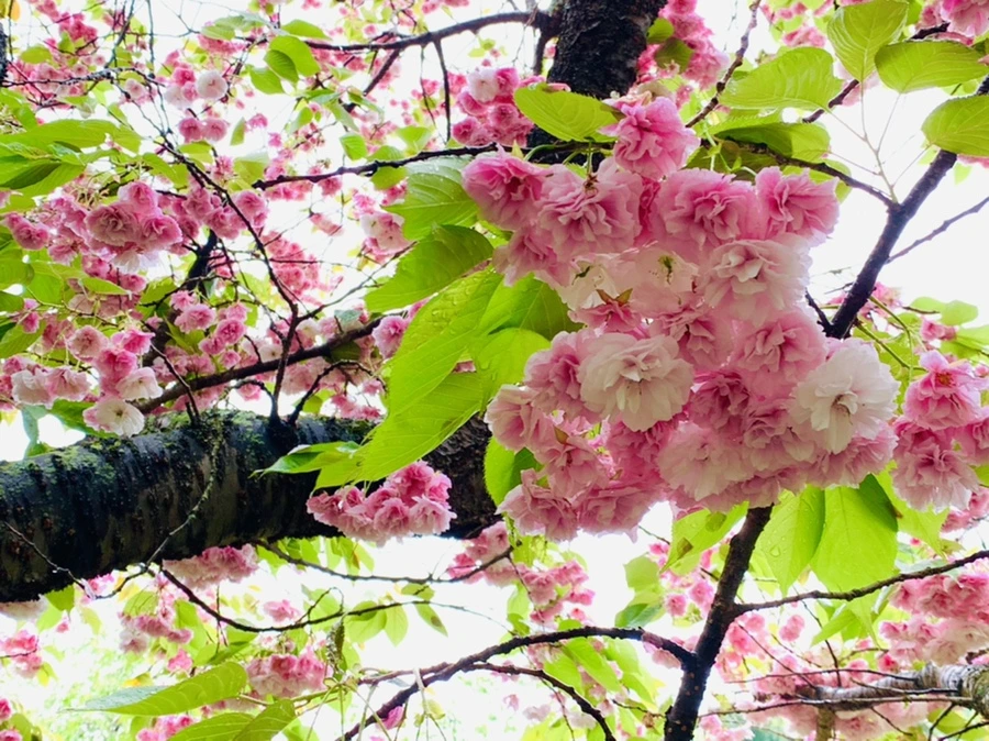 IMG_0158.jpg?type=w966